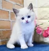 ラグドール【東京都・女の子・2025年1月23日・ブルーポイントバイカラー】の写真10