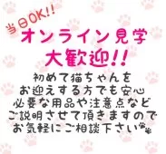 ラグドール【東京都・男の子・2025年8月8日・ブルーポイントバイカラー】の写真13