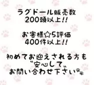 ラグドール【東京都・男の子・2025年7月6日・シールポイント】の写真2