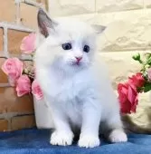 ラグドール【東京都・女の子・2025年1月23日・ブルーポイントバイカラー】の写真11