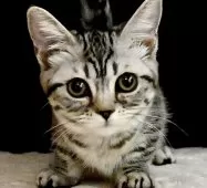 マンチカン(短足)【東京都・女の子・2025年4月23日・シルバーマッカレルタビー】の写真11