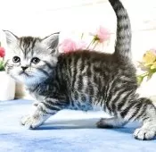 マンチカン(長足)【東京都・女の子・2025年4月7日・シルバータビー】の写真11