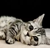 マンチカン(短足)【東京都・女の子・2025年4月23日・シルバーマッカレルタビー】の写真13