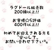 ラグドール【東京都・女の子・2025年4月13日・シールポイントバイカラー】の写真2
