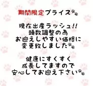 マンチカン(短足)【東京都・女の子・2025年4月23日・シルバーマッカレルタビー】の写真2