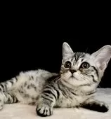 マンチカン(短足)【東京都・女の子・2025年4月23日・シルバーマッカレルタビー】の写真15