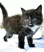 ラグドールxノルウェージャンフォレストキャット【東京都・男の子・2025年4月1日・ブラック&ホワイト】の写真15