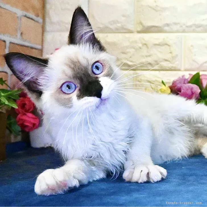 ID:2410-03415の子猫