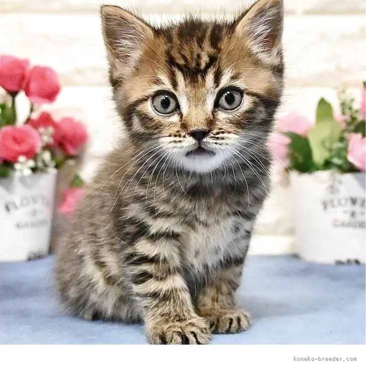 H.M 様のお迎えした子猫