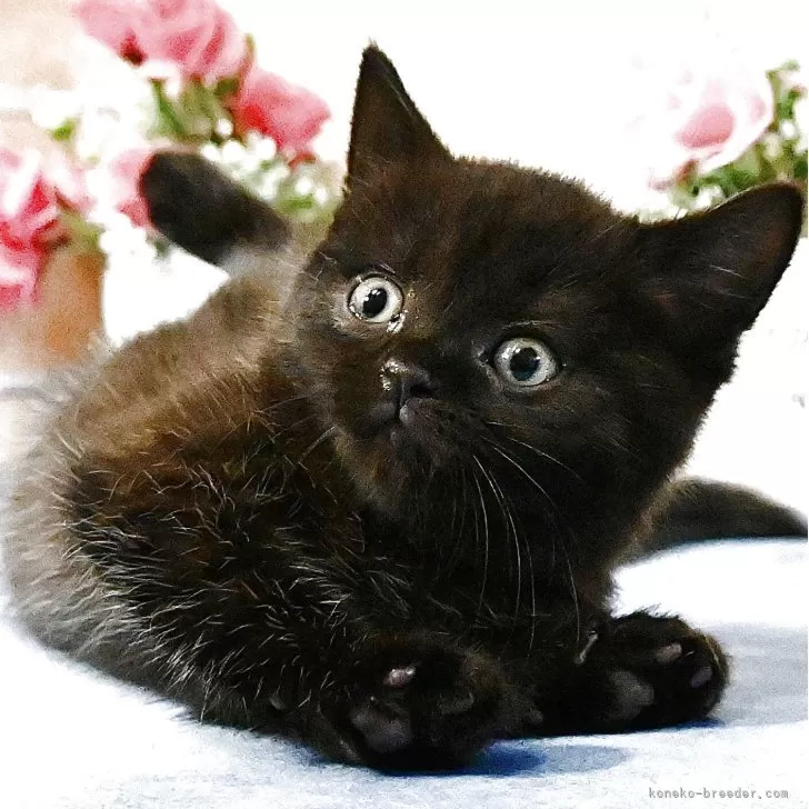 ID：2505-01345の子猫