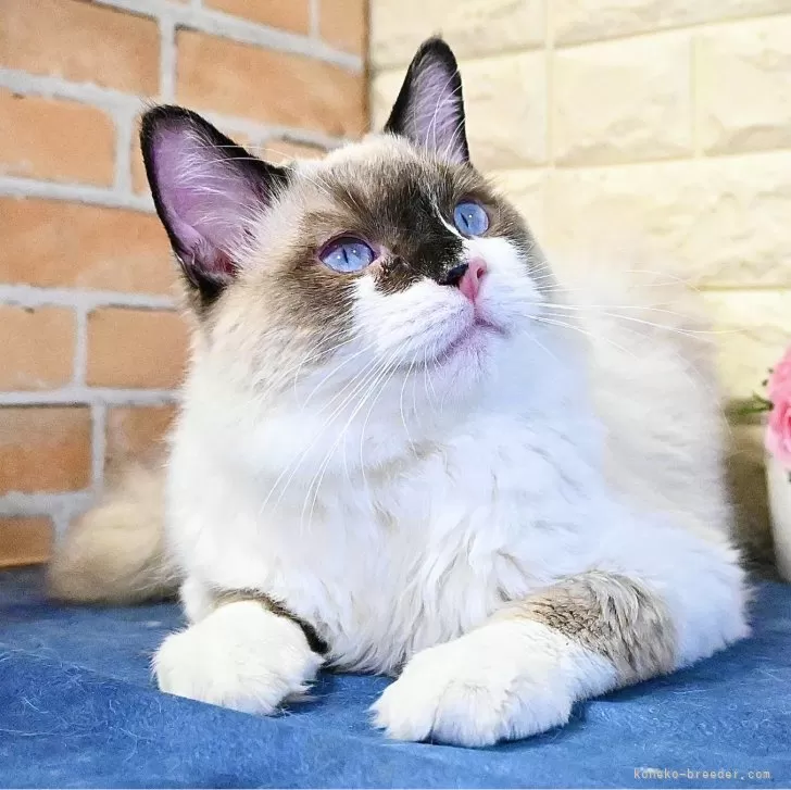 ID：2501-01782の子猫