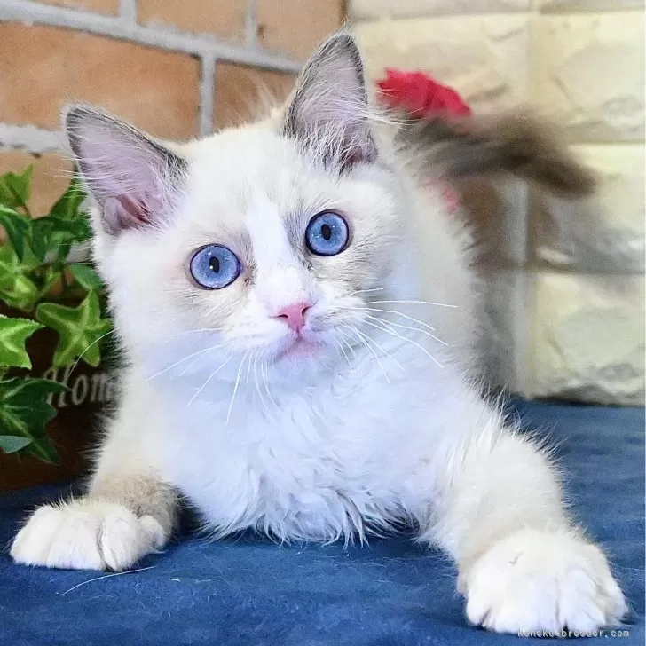 ID:2410-03430の子猫
