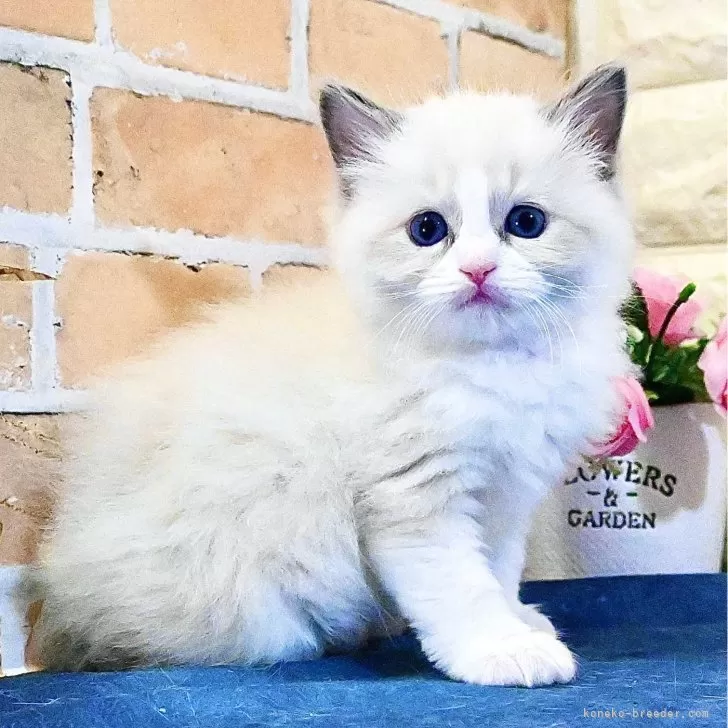 ID:2503-00264の子猫