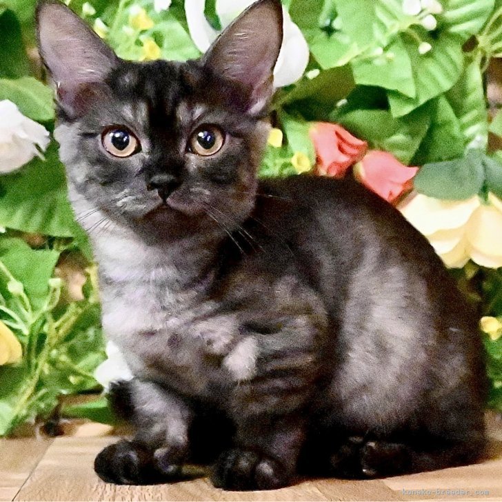 ブリーダー画像