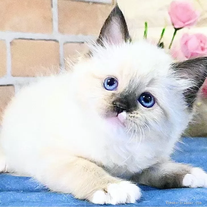 ID:2503-00262の子猫