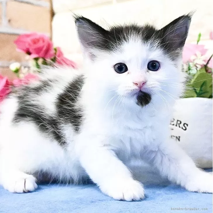 ID:2505-01373の子猫
