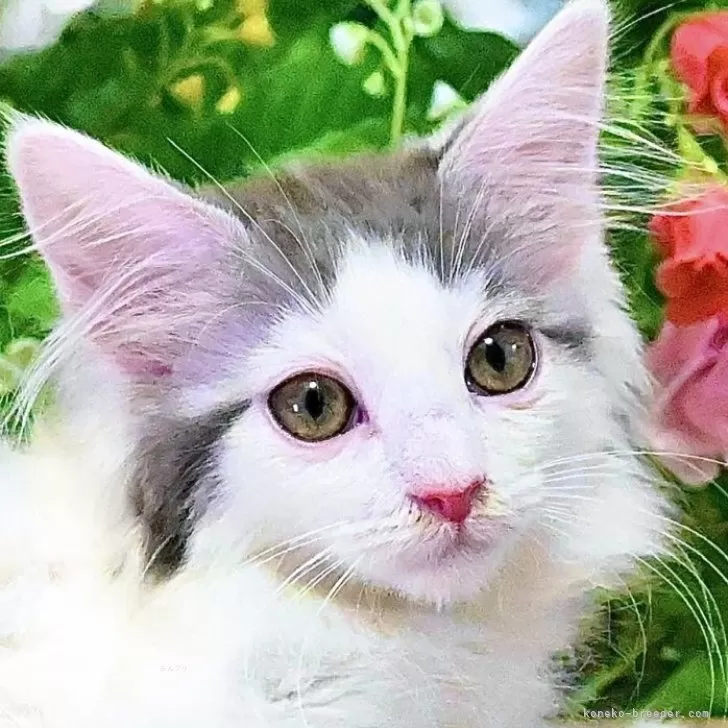 ID:2506-03229の子猫