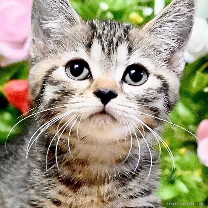 マンチカン(短足)【東京都・男の子・2025年6月27日・ブラウンマッカレルタビー】の写真1