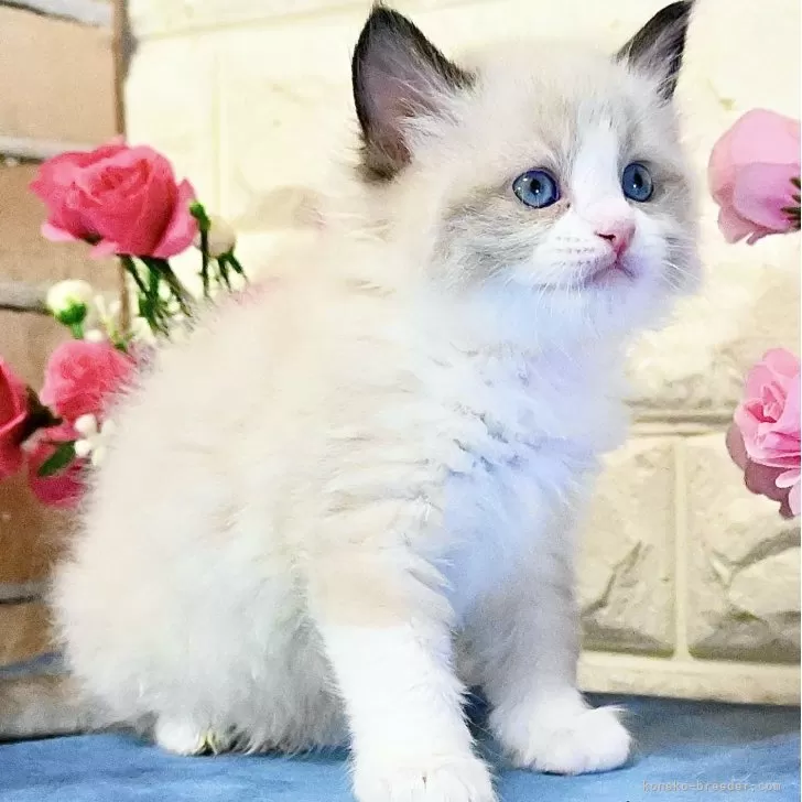 ID:2505-02475の子猫
