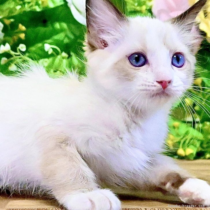 ブリーダー画像