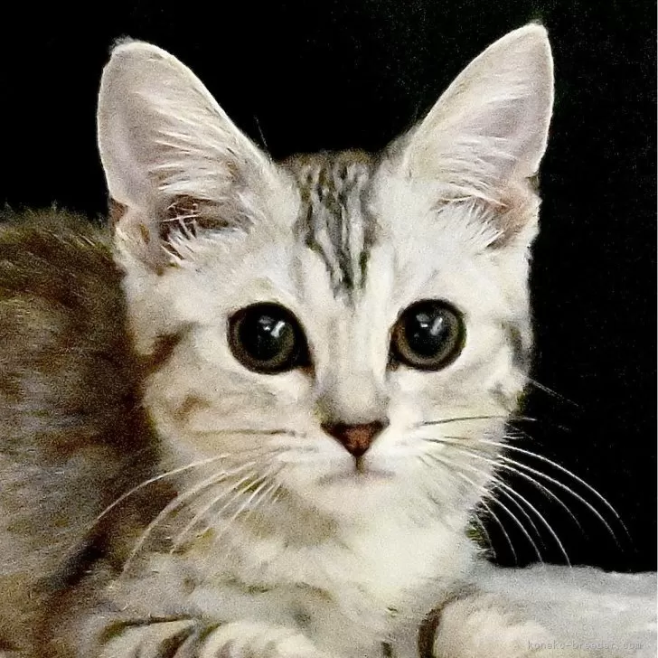 N.Y 様のお迎えした子猫