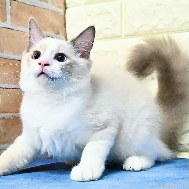 ID：2503-00267の子猫