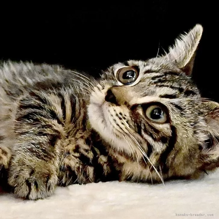 マンチカン(短足)【東京都・男の子・2025年4月20日・ブラウンマッカレルタビー】の写真1