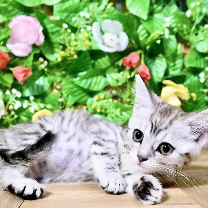 マンチカン(長足)【東京都・男の子・2025年10月2日・シルバーマッカレルタビー】の写真1