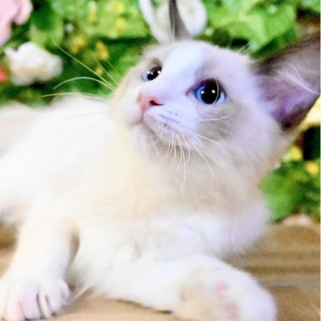 ラグドール【東京都・男の子・2025年8月20日・シールポイントバイカラー（ふわふわモコモコ💕）】の写真「Xmasフェア特別価格🎄ベタ慣れ超甘えん坊王子様」