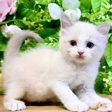 ラグドール【東京都・男の子・2025年8月8日・ブルーポイントバイカラー（ふわふわモコモコ💕）】の写真「まん丸ムチムチボディ︎💕︎︎チャンピオン血統🏆」