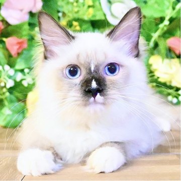 ラグドール【東京都・男の子・2025年7月6日・シールポイント（ふわふわモコモコ💕）】の写真「Xmasフェア特別価格🎄ベタ慣れイケメン王子様✨️」