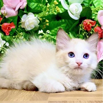 ラグドール【東京都・女の子・2025年7月3日・シールポイントバイカラー（ふわふわモコモコ💕）】の写真「抱っこ大好きお姫様💕父クォードチャンピオン🏆」