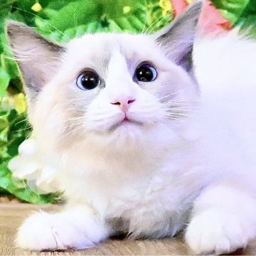 ラグドール【東京都・女の子・2025年8月20日・ブルーポイントバイカラー（ふわふわモコモコ💕）】の写真「Xmasフェア特別価格🎄ベタ慣れ超甘えん坊お姫様💕」