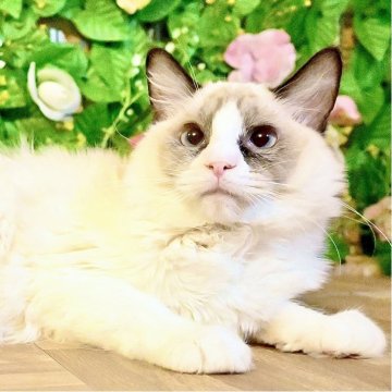 ラグドール【東京都・女の子・2025年4月11日・シールポイントバイカラー（ふわふわモコモコ💕）】の写真「Xmasフェア特別価格🎄ベタ慣れ超甘えん坊お姫様💕」