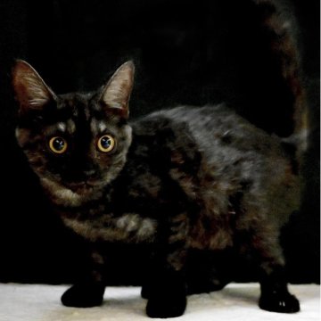 マンチカン(長足)【東京都・男の子・2025年3月19日・ブラックスモークタビー】の写真「夏休み限定🐾8月20日まで表示価格より2万円引き！」