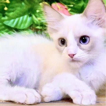 ラグドール【東京都・男の子・2025年8月28日・ブルーポイントバイカラー（ふわふわモコモコ💕）】の写真「Xmasフェア特別価格🎄ベタ慣れ超甘えん坊王子様」