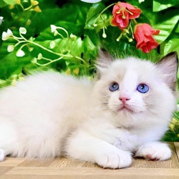 ラグドール【東京都・男の子・2025年8月5日・シールポイントバイカラー（ふわふわモコモコ💕）】の写真「まん丸ムチムチボディ︎💕︎︎チャンピオン血統🏆」