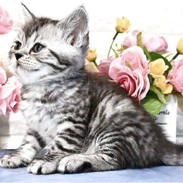マンチカン(長足)【東京都・男の子・2025年4月20日・シルバーマッカレルタビー】の写真「夏休み限定🐾8月20日まで表示価格より2万円引き！」