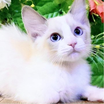 ラグドール【東京都・男の子・2025年8月28日・ブルーポイントバイカラー（ふわふわモコモコ💕）】の写真「超超超希少✨️幸運を掴む鍵しっぽの王子様👑」