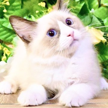 ラグドール【東京都・女の子・2025年8月20日・シールポイントバイカラー（ふわふわモコモコ💕）】の写真「Xmasフェア特別価格🎄ベタ慣れ超甘えん坊お姫様💕」