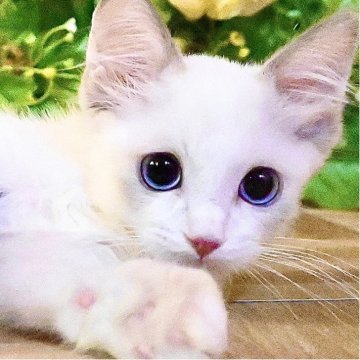 ラグドール【東京都・男の子・2025年8月28日・ブルーポイントバイカラー（ふわふわモコモコ💕）】の写真「Xmasフェア特別価格🎄ベタ慣れ超甘えん坊王子様」