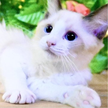 ラグドール【東京都・男の子・2025年8月23日・シールポイントバイカラー（ふわふわモコモコ💕）】の写真「Xmasフェア特別価格🎄ベタ慣れ超甘えん坊王子様」