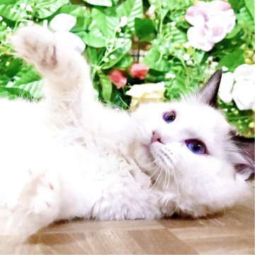 ラグドール【東京都・女の子・2025年7月6日・シールポイントバイカラー（ふわふわモコモコ💕）】の写真「Xmasフェア特別価格🎄ベタ慣れ超甘えん坊お姫様💕」