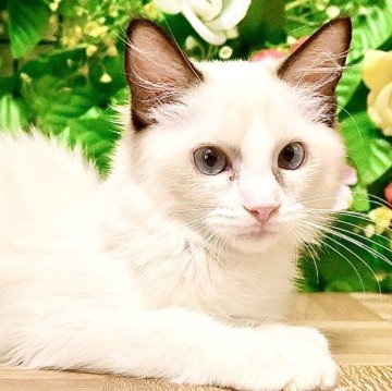 ラグドール【東京都・女の子・2025年4月11日・シールポイントバイカラー（ふわふわモコモコ💕）】の写真「抱っこ大好き甘え坊ちゃん💕父グランドチャンピオン🏆」