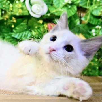 ラグドール【東京都・男の子・2025年8月20日・ブルーポイントバイカラー（ふわふわモコモコ💕）】の写真「Xmasフェア特別価格🎄ベタ慣れ超甘えん坊王子様」