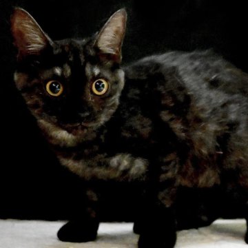 マンチカン(長足)【東京都・男の子・2025年3月19日・ブラックスモークタビー】の写真「抱っこ大好き甘え坊くん💕錆柄が渋いイケメン王子✨」