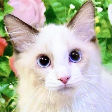 ラグドール【東京都・男の子・2025年8月5日・シールポイントバイカラー（ふわふわモコモコ💕）】の写真「Xmasフェア特別価格🎄ベタ慣れ超甘えん坊王子様💕」