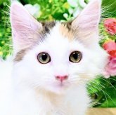 ノルウェージャンフォレストキャット