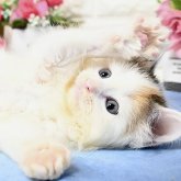 ノルウェージャンフォレストキャット