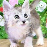 ノルウェージャンフォレストキャット